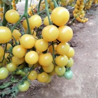 黃色小西紅柿種苗 峻宇種業(yè) 圣女果苗 口感好坐果率高